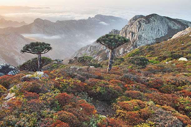 Dragon trees in Socotran highlands