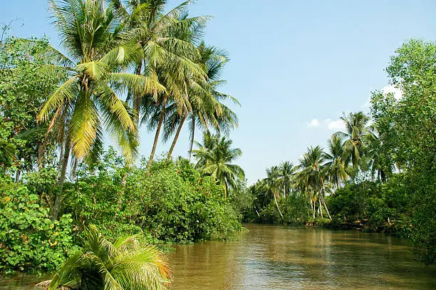 Tropical canal with row of Coconut-trees