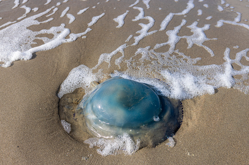 washed up blue jellyfish on the beach