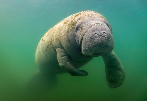 The West Indian manatee (Trichechus manatus) or \