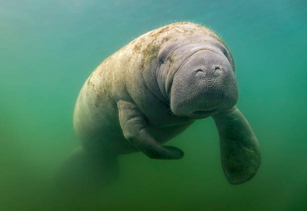 Florida Manatee (Trichechus) Eye level with a Florida Manatee (Trichechus). Green water behind. Photograph taken at Three Sisters Springs, Crystal River, Florida. three sisters springs stock pictures, royalty-free photos & images