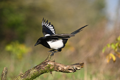 Male of Oriental Magpie Robin, the beautiful black and white bird perching the branch with nice green background