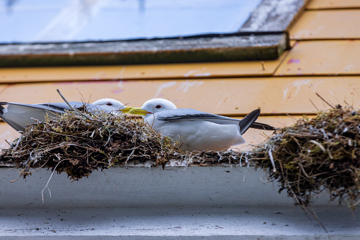 gulls nest on a window frame in Nusfjord in the Lofoten Islands; Nusfjord, Norway