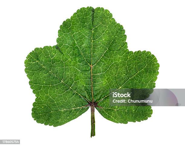 Treeshaped Leaf Stock Photo - Download Image Now - Back Lit, Botany, Branch - Plant Part