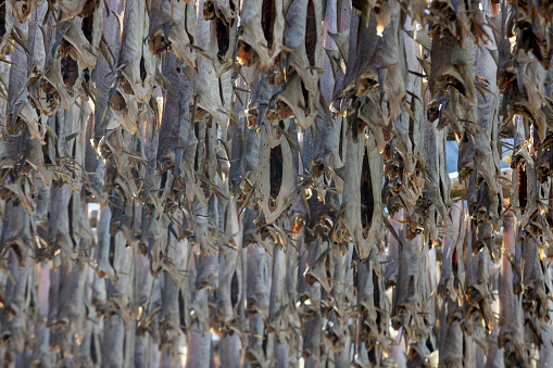 stockfish hanging to dry on special racks on the Lofoten Islands; Lofoten, Norway