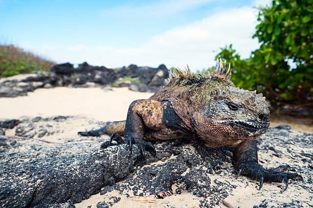 istock Male marine iguana 178605811