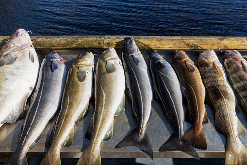 freshly caught cod on the Lofoten Islands in Norway; Reine, Norway