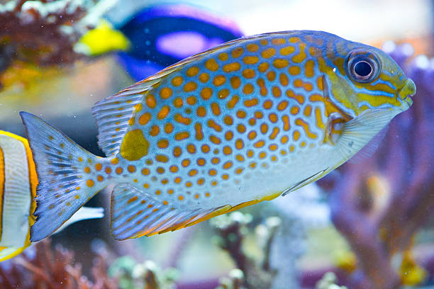 istock Siganus guttatus 178606412