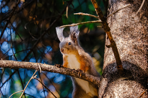 cute young squirrel portrait at park