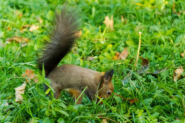 istock cute young squirrel portrait at park, wildlife 1786065207