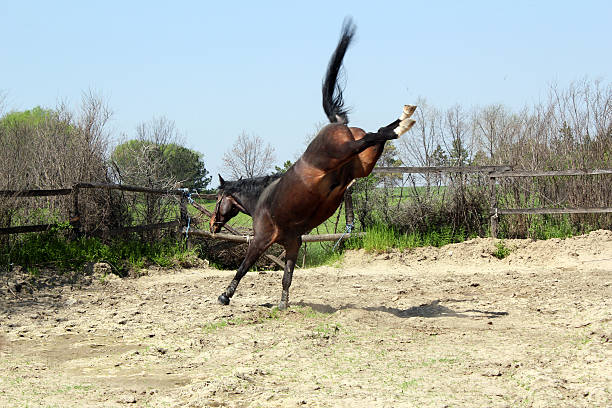 brown stallion kicking in paddock stock photo