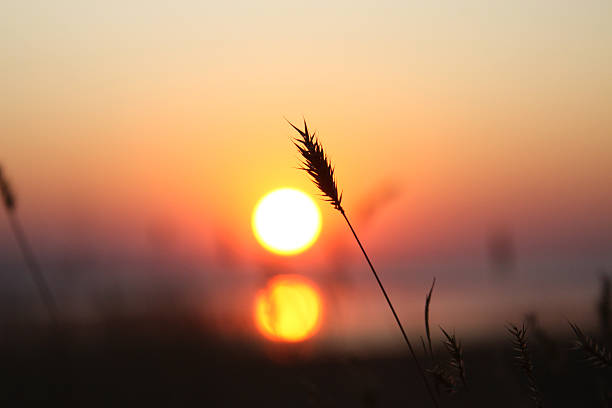 istock Silhouette of grass at sunset 178606587