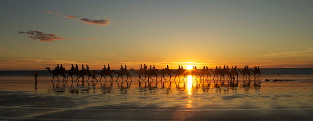 camelos na praia cable - cable imagens e fotografias de stock