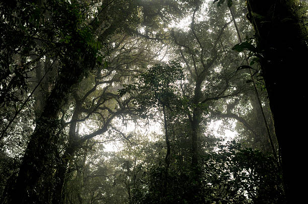 istock The Rain Forest of Monteverde (Costa Rica) with fog 178606776