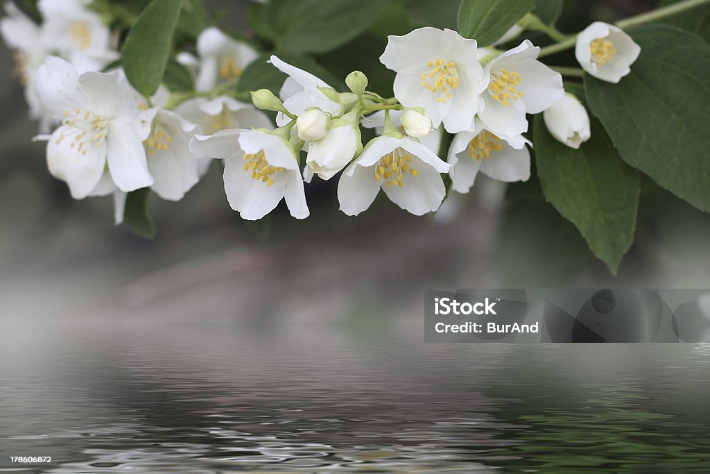 flowerses jasmine - Lizenzfrei Alternative Medizin Stock-Foto