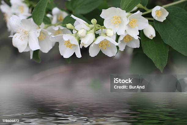 Flowerses Jasmim - Fotografias de stock e mais imagens de Beleza natural - Beleza natural, Botânica - Ciência de plantas, Botão - Estágio de flora