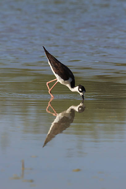 istock Black-necked Stilt Feeding at Water's Edge 178607364
