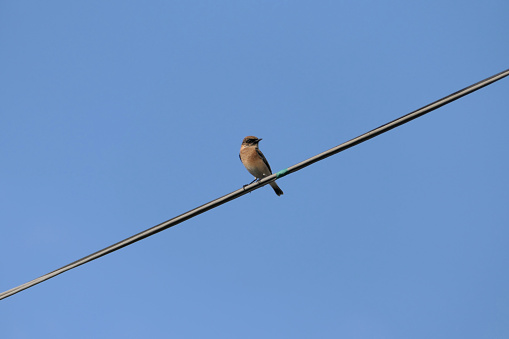 Bird sitting on a wire
