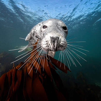Eye level with a Grey seal (Halichoerus grypus) just above fronds of kelp with blue ocean behind and the surface waves above. The seal's whiskers are very prominent. Photographed in the Farne Islands, Northumberland, UK