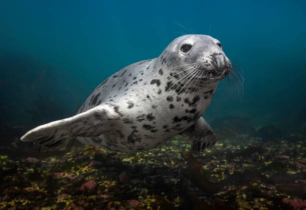 grey colônia (halichoerus grypus) - grypus - fotografias e filmes do acervo