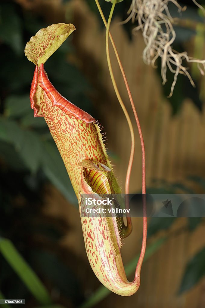 Nepenthes. - Foto de stock de Acorralado libre de derechos