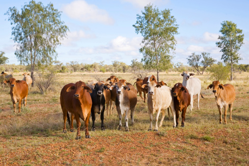 Rebaño de ganado Brahman En el Outback Queensland photo