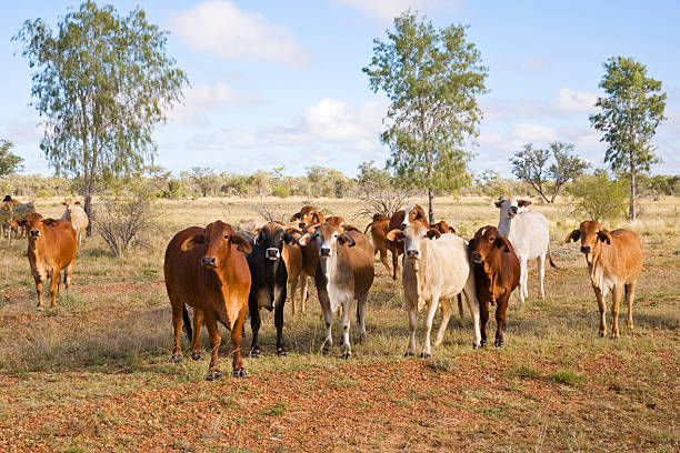 Herd of Brahman Cattle in Outback Queensland stock photo