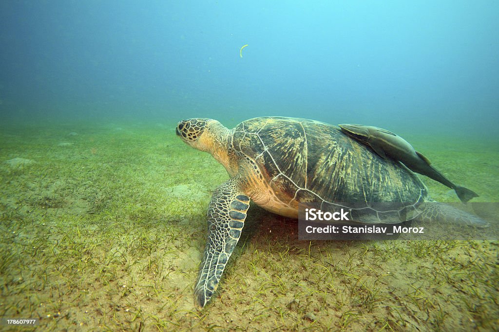 Красное море - Стоковые фото Вода роялти-фри