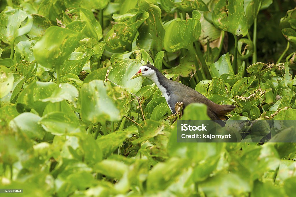 White-breasted Waterhen bird - Lizenzfrei Asien Stock-Foto