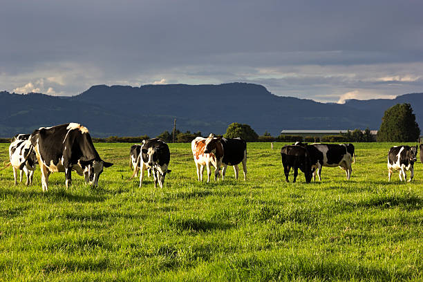 istock Cow farm in Australia 178608363