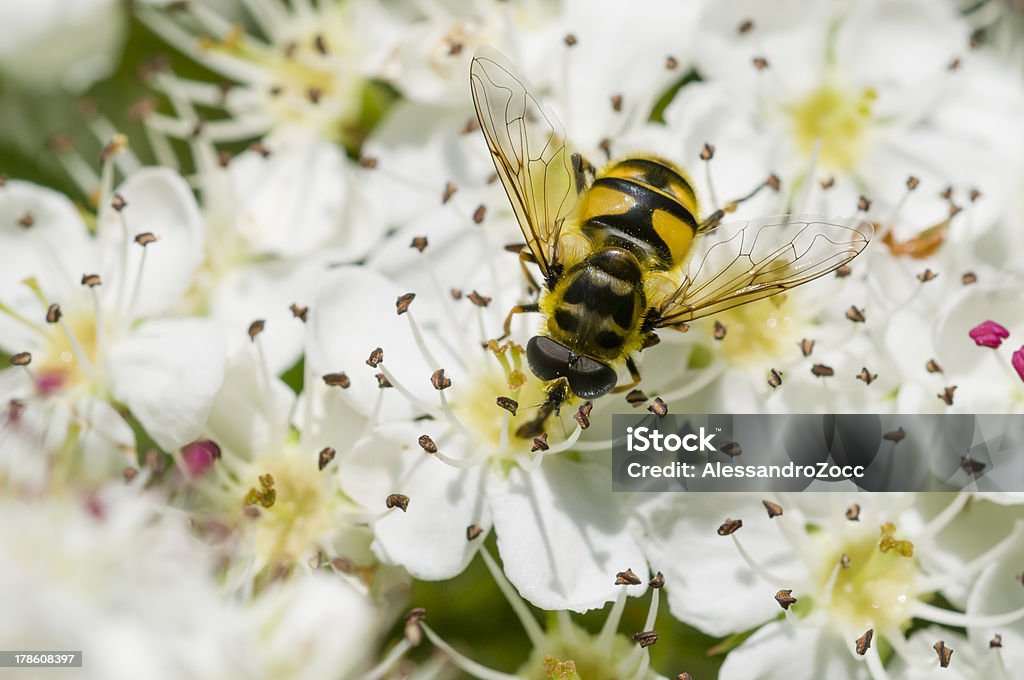 Dittero sirfide con fiori di Biancospino - Foto stock royalty-free di Biancospino