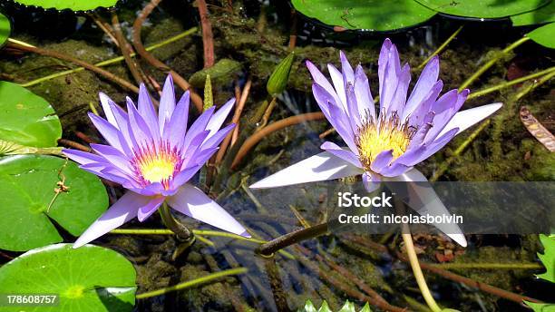 Photo libre de droit de Lotus Rose banque d'images et plus d'images libres de droit de Beauté de la nature - Beauté de la nature, Botanique, Capitule