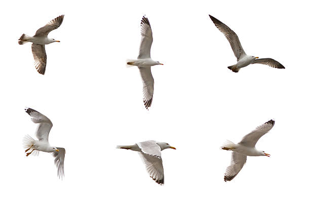 istock Set Of Sea gulls 178608828