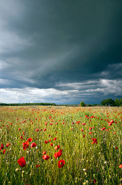 istock Sunny poppy meadow at storm large sky 178608834