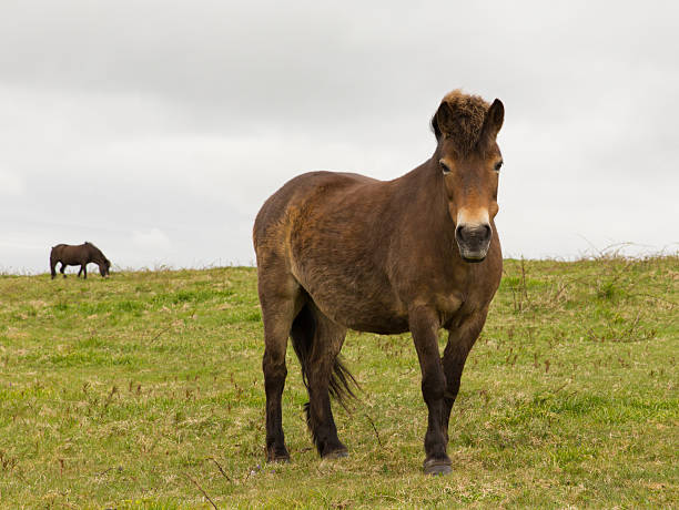 istock Exmoor Pony Quantock Hills Somerset England UK 178609217