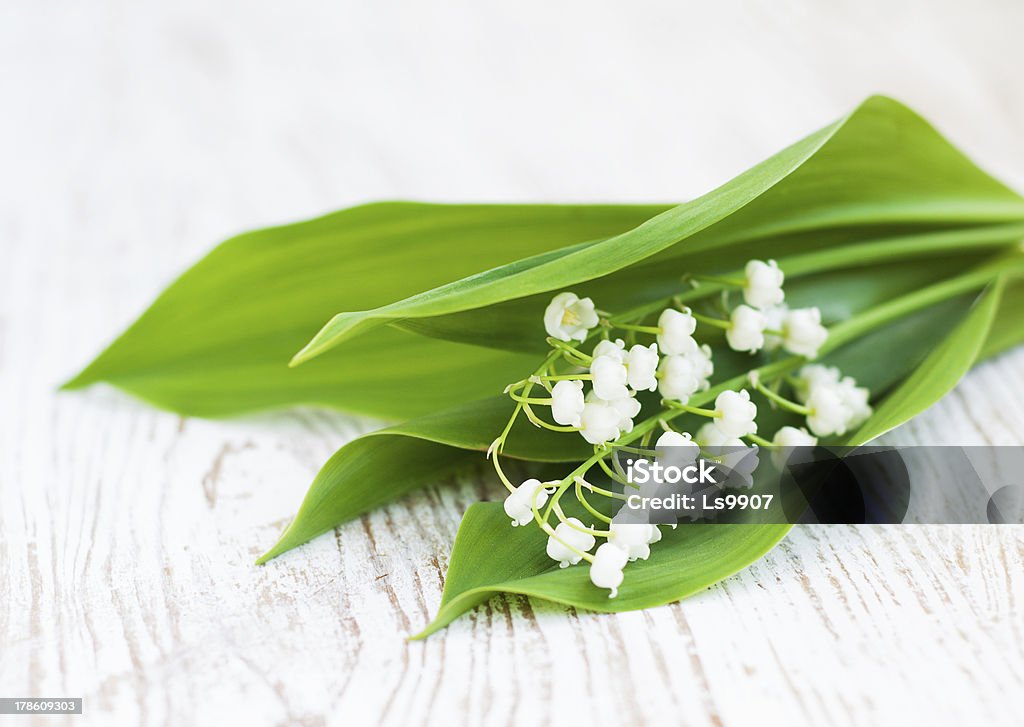 Buquê de lírios do Vale - Foto de stock de Beleza natural - Natureza royalty-free