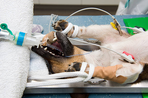 sterilizing ein hund - senseless stock-fotos und bilder