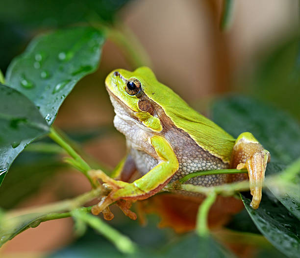 istock Portrait of Frog 178609530