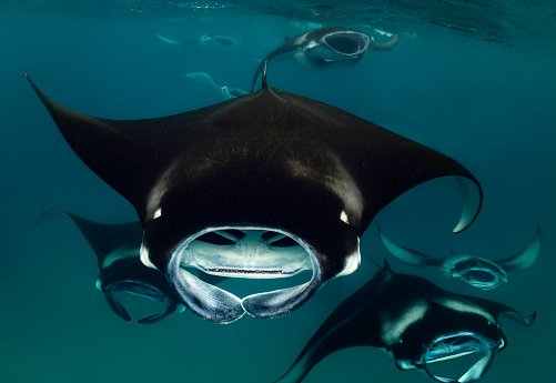 Eye level with a Reef Manta Ray (Mobula alfredi) swimming directly towards us. Blue ocean behind, other manta rays in the background and the surface waves visible above. Photographed in Hanifaru Bay, Maldives.