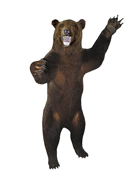 istock Growling angry brown bear isolated over white 178609645
