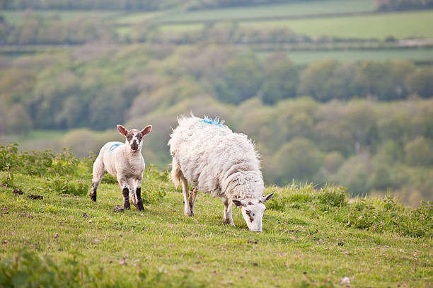 carneiro e fazenda de ovelhas mãe na paisagem rural - lamb merino sheep sheep horizontal - fotografias e filmes do acervo