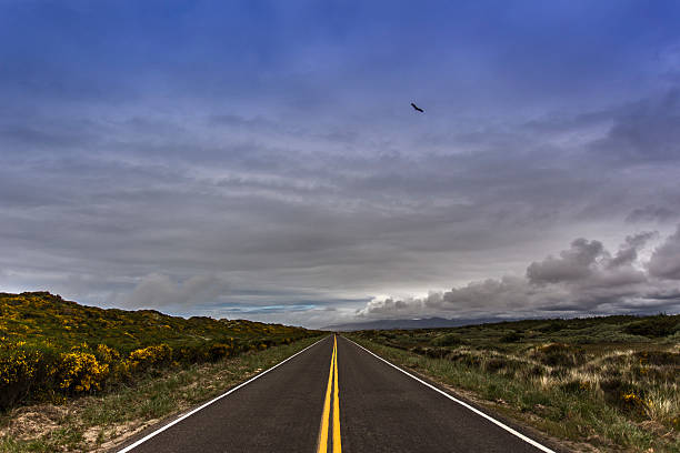 Road and eagle stock photo