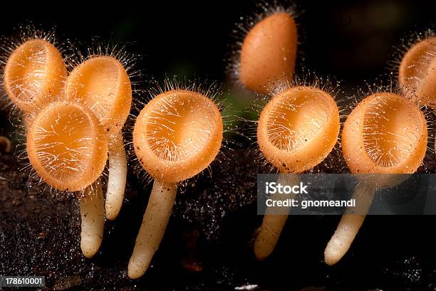 Hongos Salvajes Foto de stock y más banco de imágenes de Aire libre - Aire libre, Alimento, Escena rural