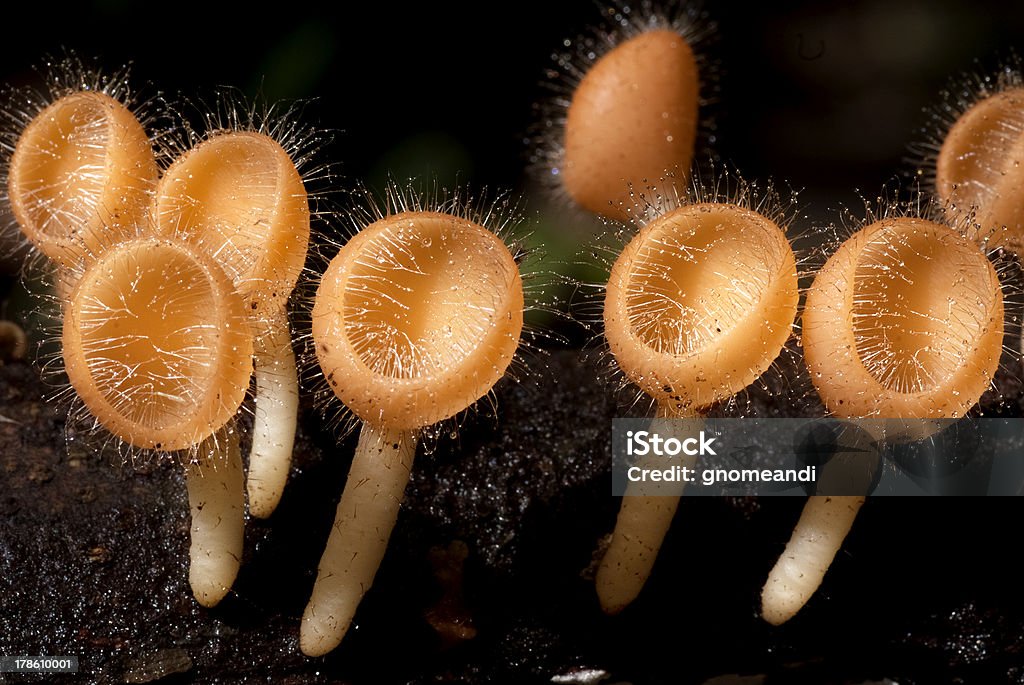 야생 버섯 - 로열티 프리 0명 스톡 사진