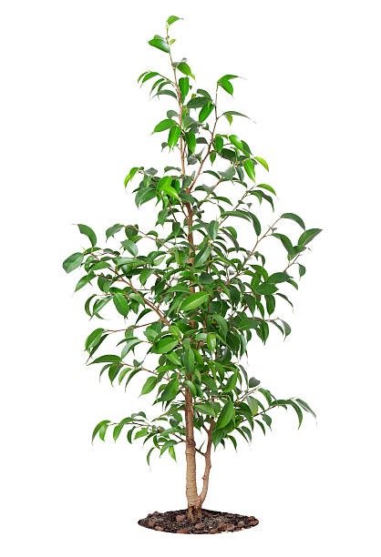 istock The young plant grows from a fertile soil 178610244