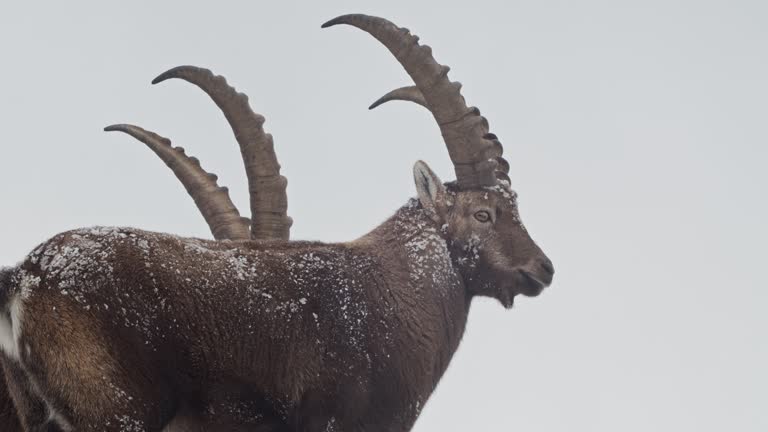 Alpine ibex in french alps