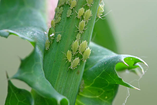 aphid on the green plant a kind of insects named aphid on the green plant aphid stock pictures, royalty-free photos & images