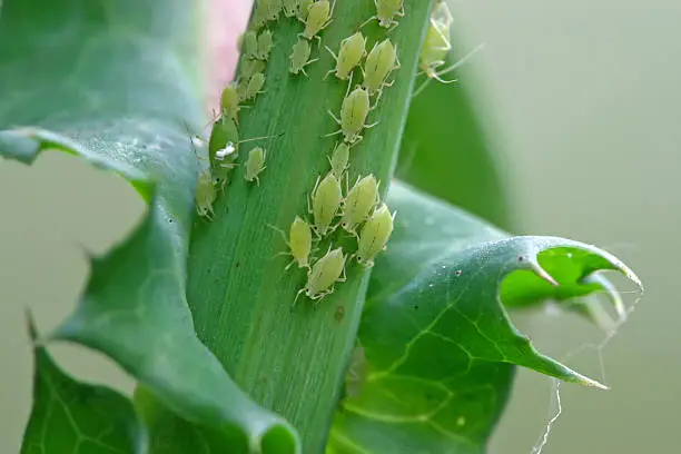 Photo of aphid on the green plant