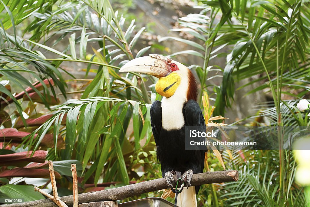 Hornbill. Africa Stock Photo
