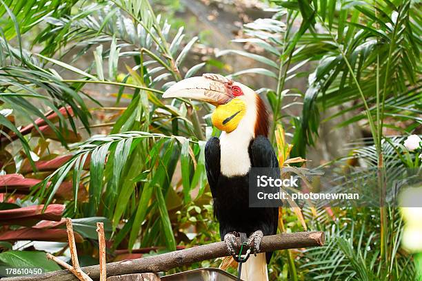 Hornbill Stock Photo - Download Image Now - Africa, Animal, Animal Wildlife